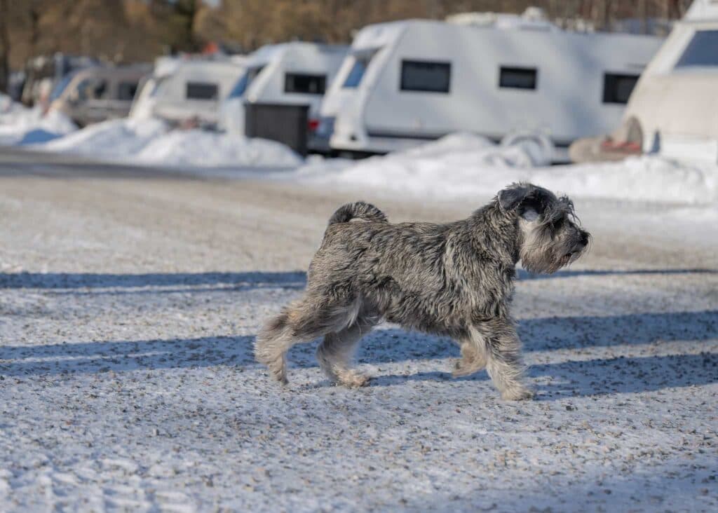 Snöglad hund vid husvagn på First Camp Lugnet Falun