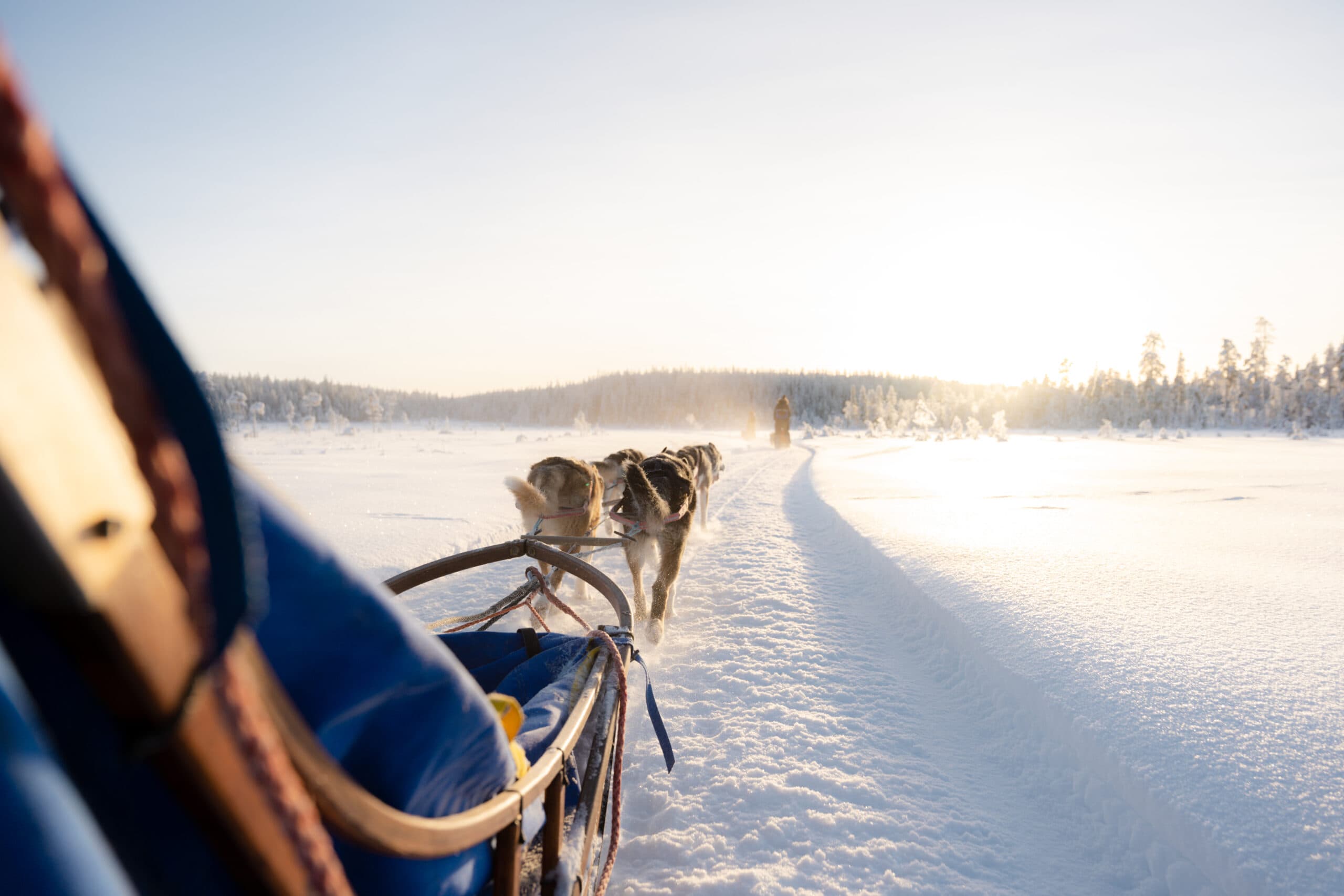 Husky’s trekken een kar in de natuur bij Beitostølen tijdens de sneeuwvrije periode