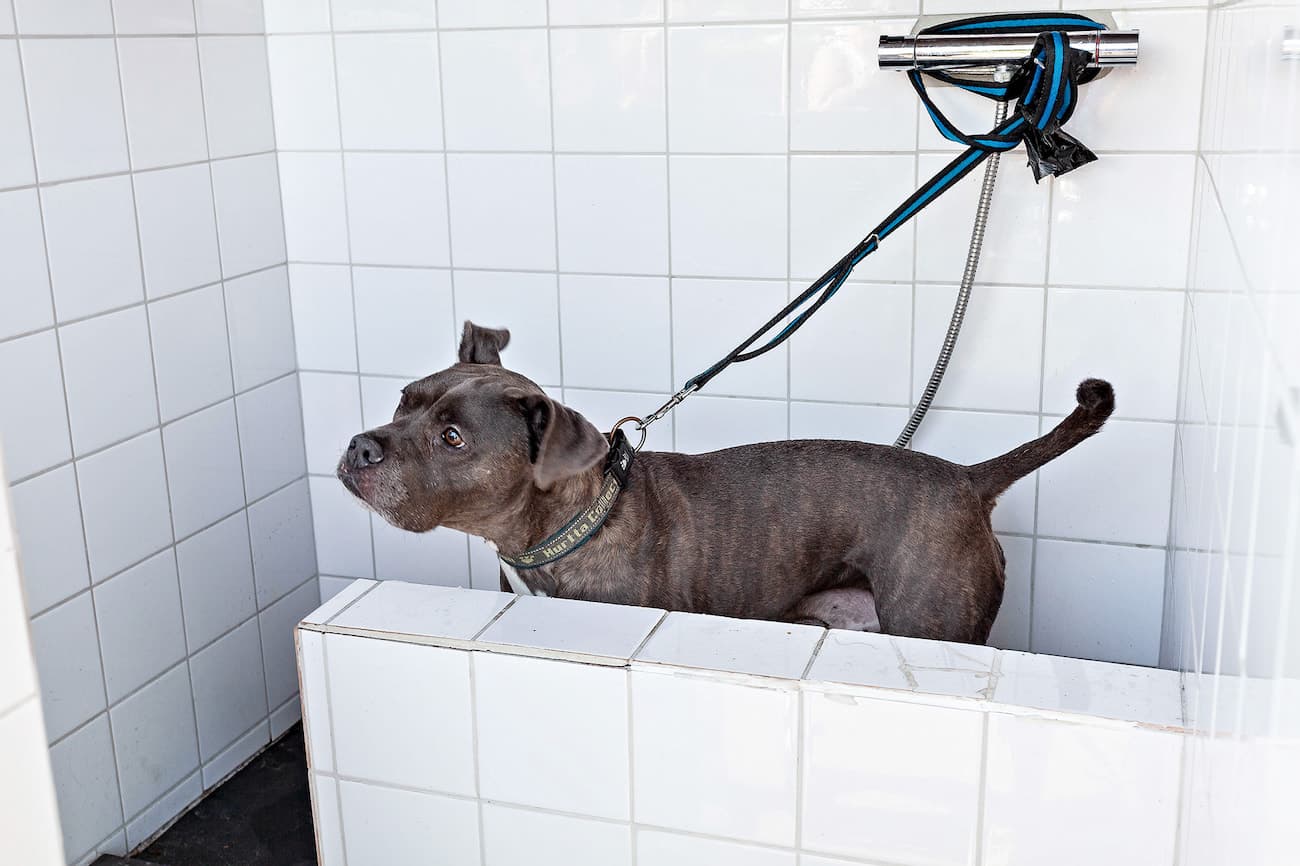 Hunddusch på campingen i Mölle