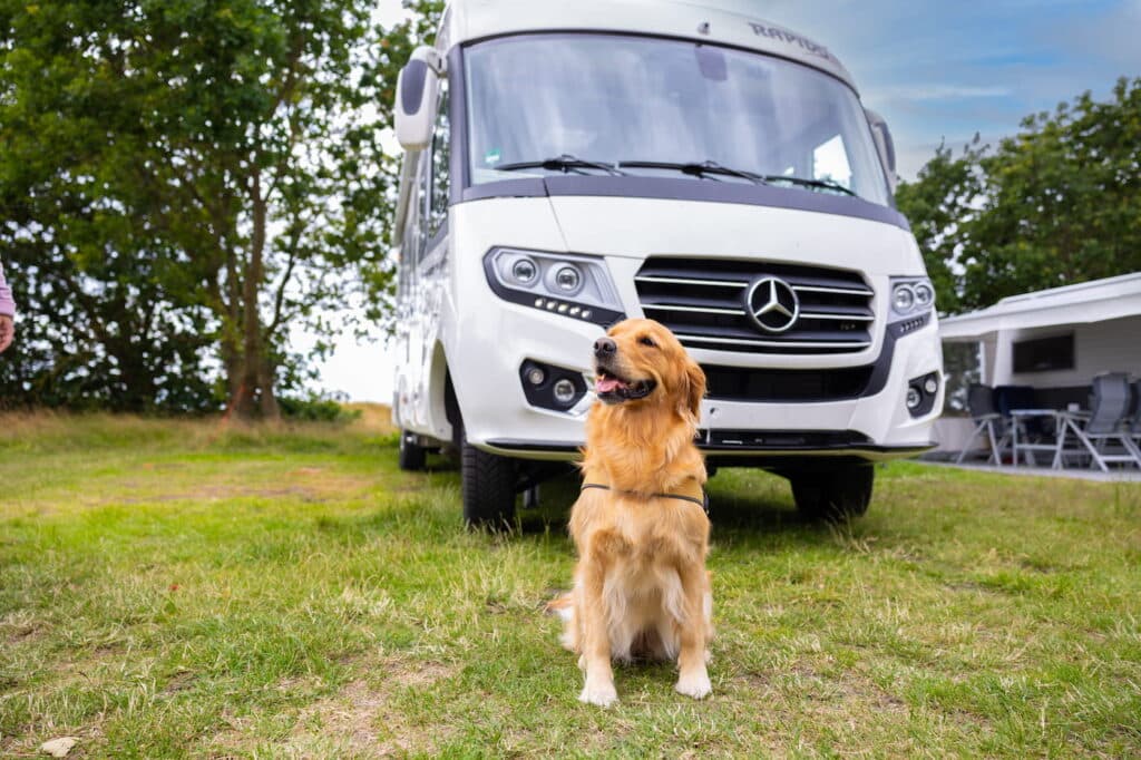 Camping med hund, utforska över 70 hundvänliga campingar