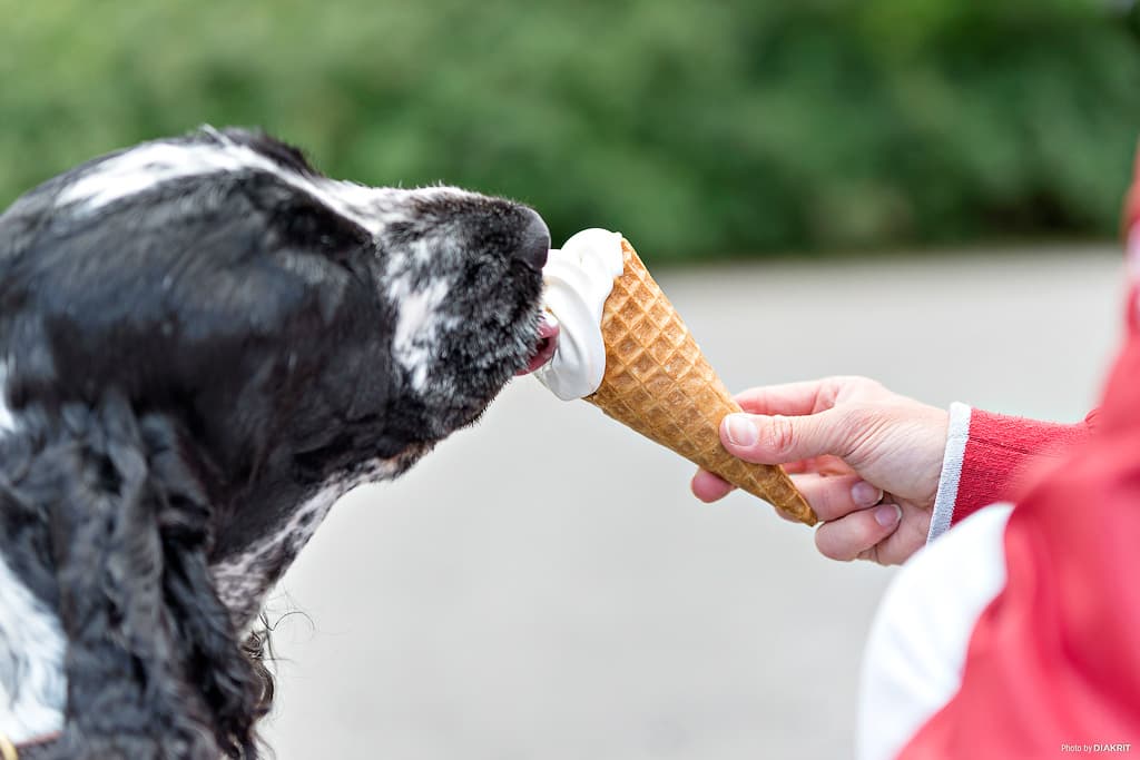 Semester med hund på First Camp. Hundvänliga stugor och campingar på över 70 platser i Sverige, Norge och Danmark