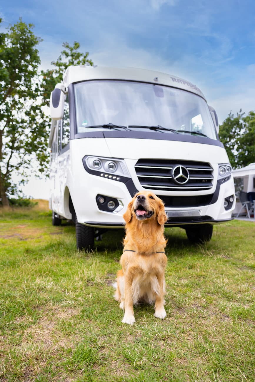 Hundvänlig camping på first camp