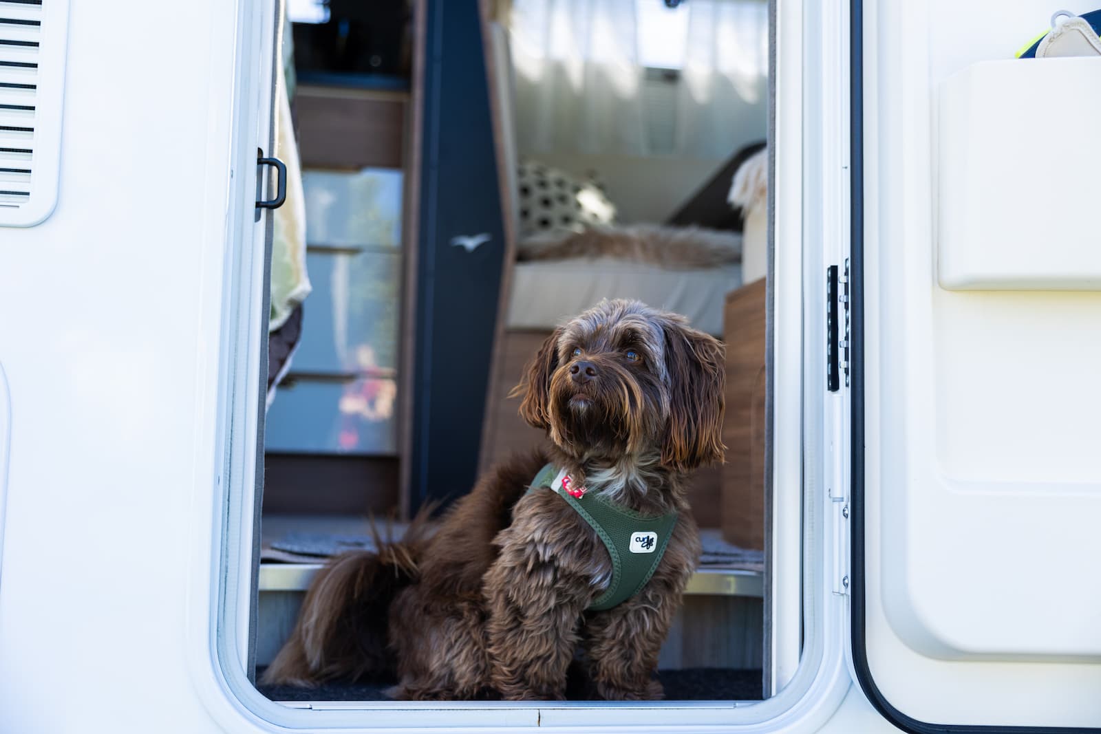 Hund i husbil på campingen i Gränna