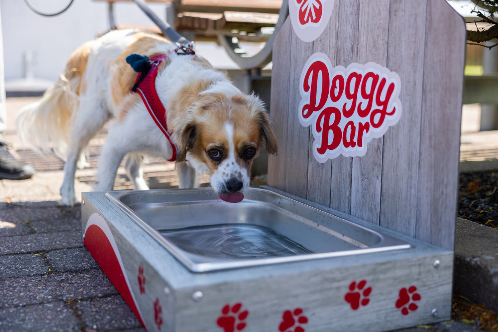 Hundvänlig campingplads på Klim Strand