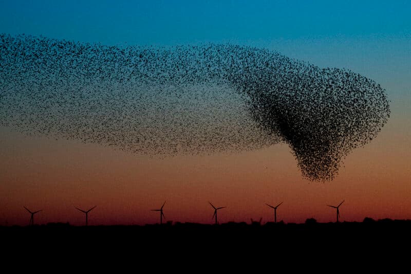 Foto: Pressfoto av Ulrik Pedersen för Visit Rømø & Tønder