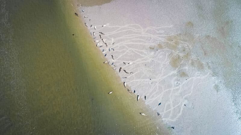 Foto: Pressfoto av Bjarke Petersen för Visit Rømø & Tønder